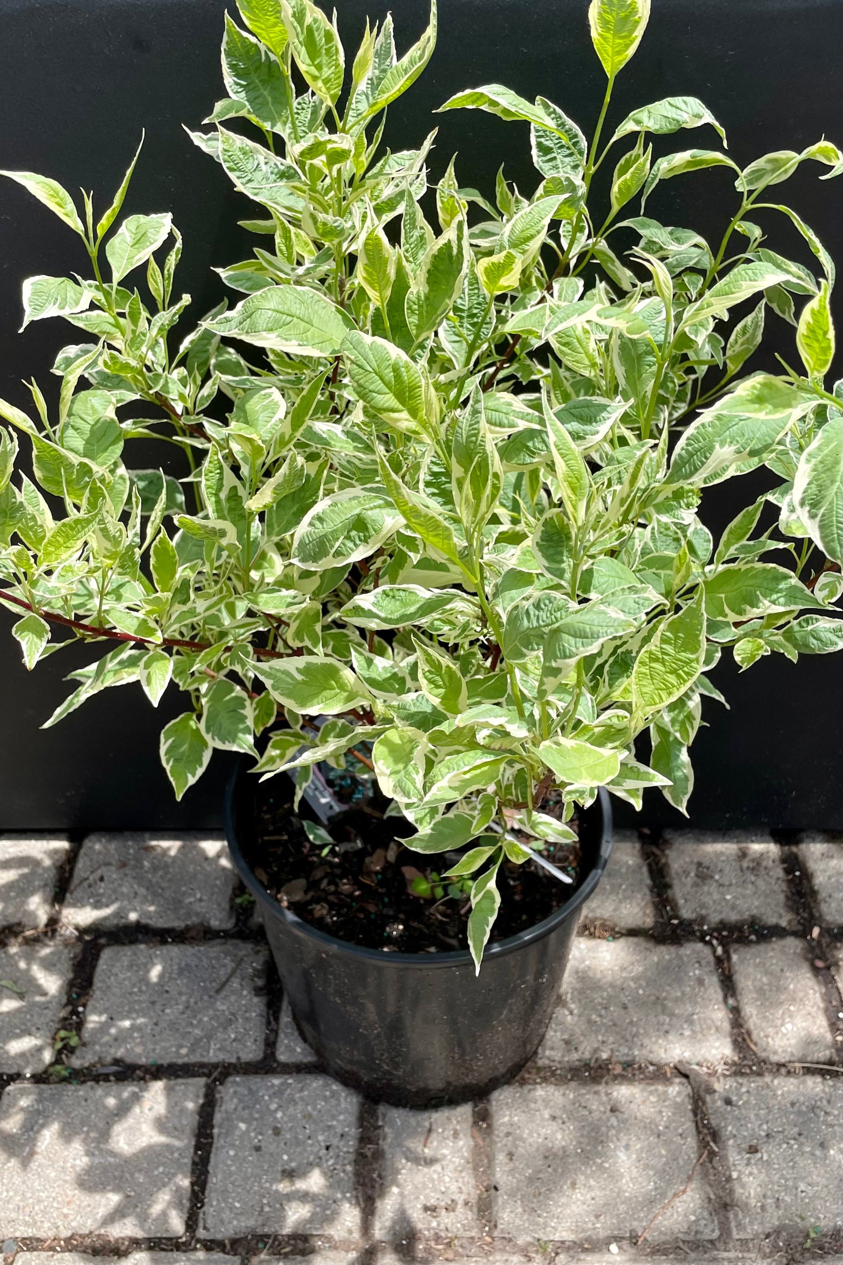 Variegated Red Twig Dogwood (Cornus alba 'Argenteo-marginata') - 3 Gallon Shrub for Year-Round Landscape Beauty | Perfect for Borders, Hedges & Winter Garden Interest