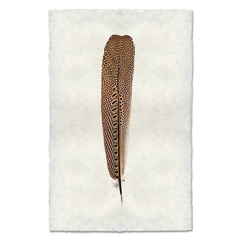 Argus Pheasant #1 Feather Art Print - Exotic Bird Wall Decor for Living Room, Bedroom & Office | Premium Wildlife Home Decor