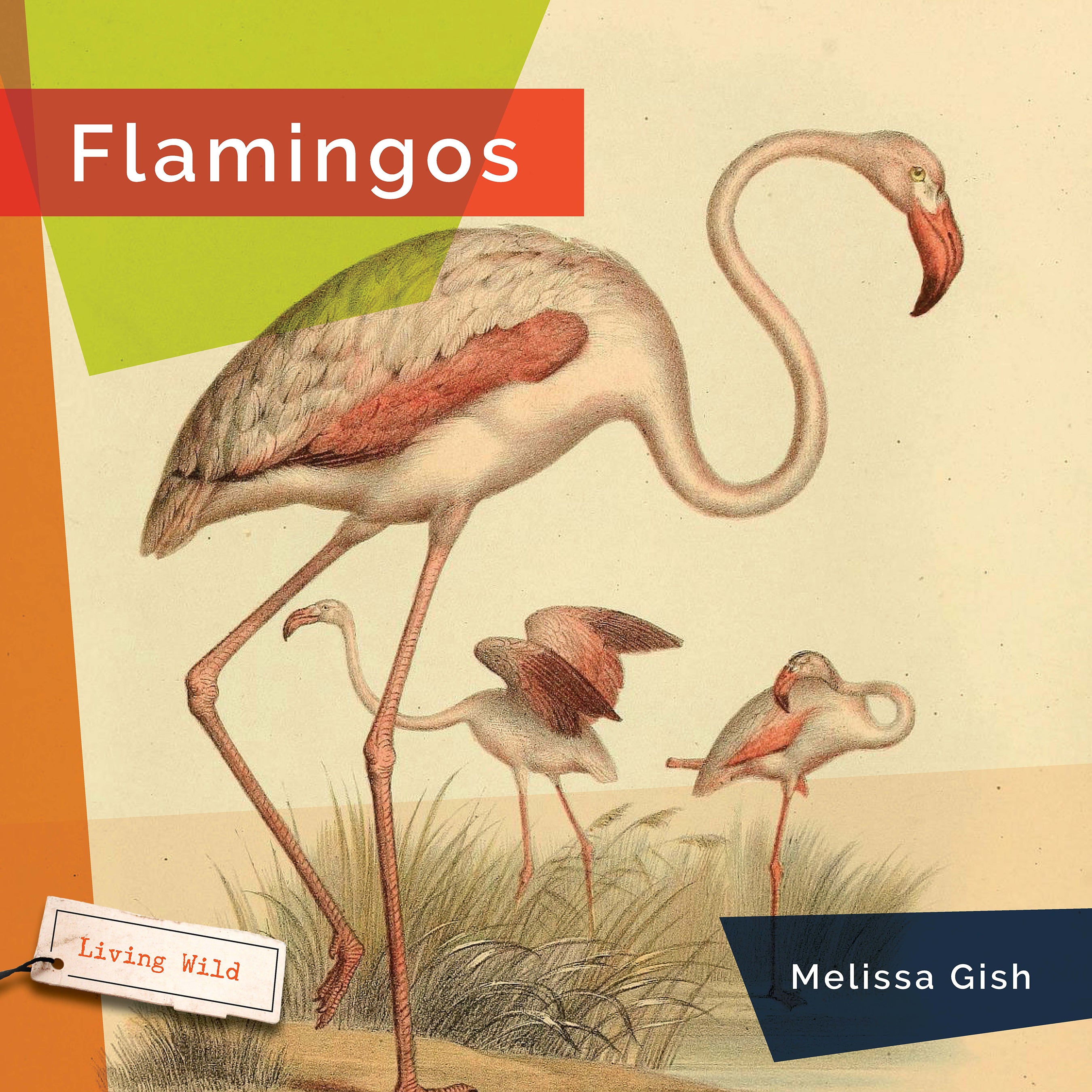 Flamingos Book - 9781640267817 - Learn About Flamingos, Their Habitat & Behavior - Perfect for Nature Lovers, Bird Enthusiasts & Educational Use