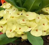 Euphorbia Milli (Crown of Thorns) Live Plant - Pak Thongchai Variety - Drought-Tolerant Succulent for Home Decor, Office Desk & Garden Landscaping