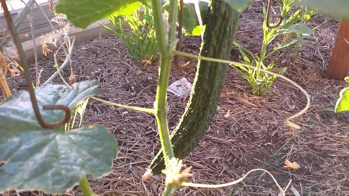 Tsuyataro Hybrid Cucumber Seeds - 25+ Non-GMO Heirloom Seeds for Vegetable & Herb Gardens | Perfect for Home Gardening, Greenhouses & Urban Farming