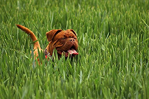 300-Piece Wooden Jigsaw Puzzle - Strange Dog in The Grass - Challenging Puzzle Game for Adults & Kids - Perfect for Family Game Night, Stress Relief & Home Decor
