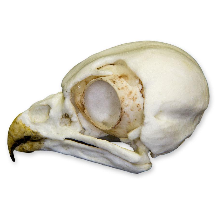 Authentic Replica Burrowing Owl Skull - Lifelike Detailed Animal Skull Model for Home Decor, Science Education & Halloween Props