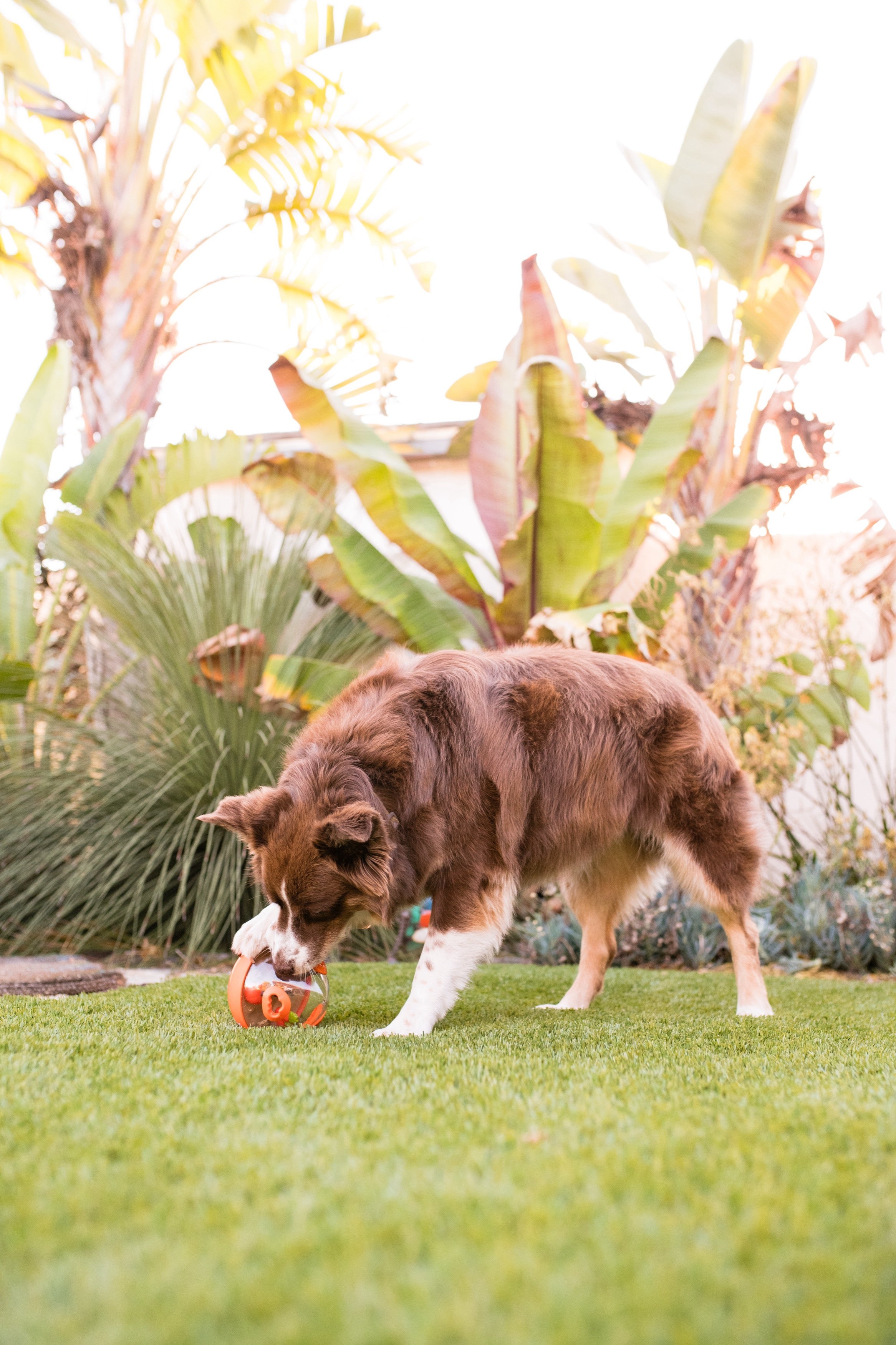 Interactive Wobble Ball Dog Toy with Treat Dispenser - Orange | Pet P.L.A.Y. | Fun Puzzle Game for Dogs to Stay Active & Entertained