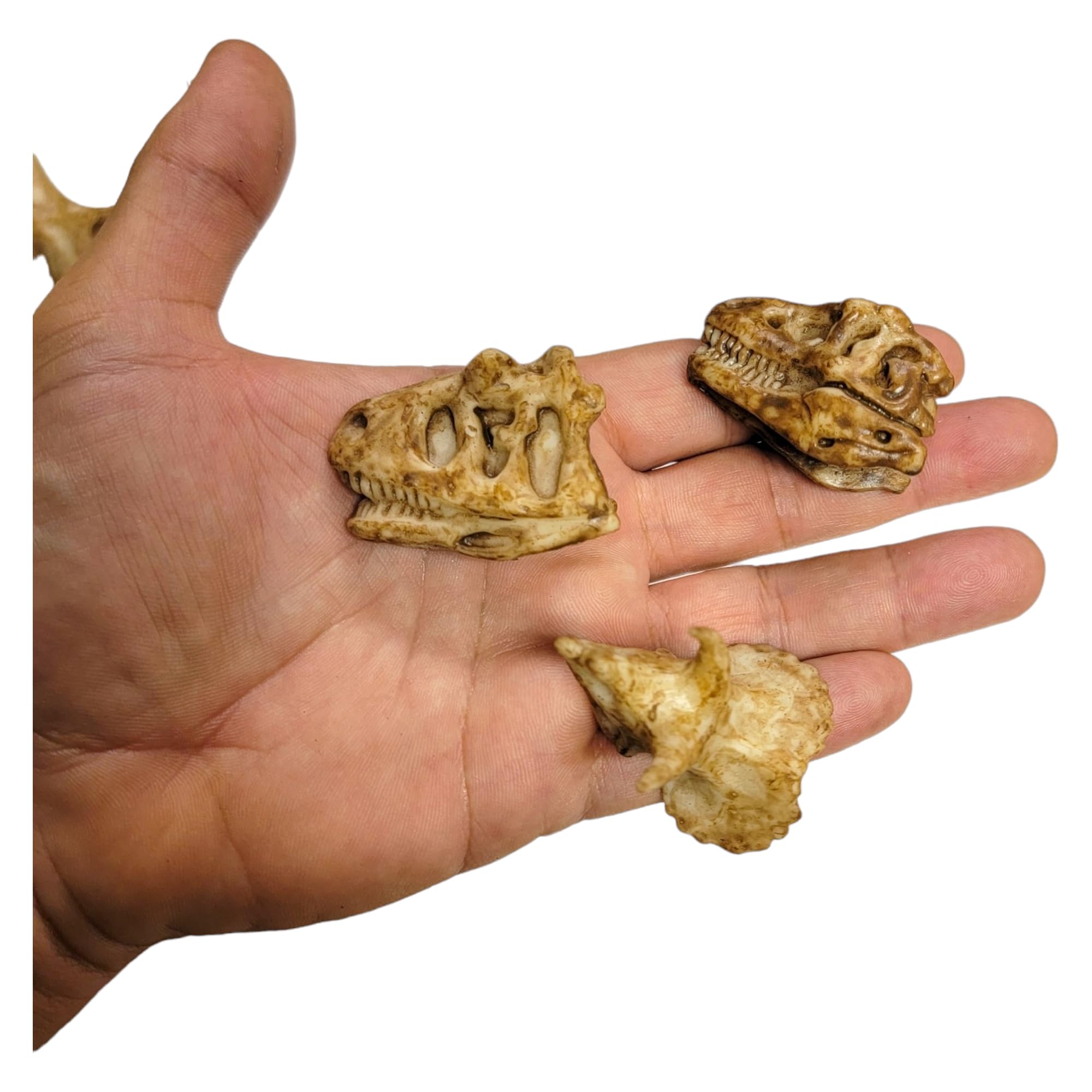 Dinosaur Fossil Pencil Toppers - 12 Pack (2 Inch) Rubber Dino Pencil Caps for Kids | Ancient Aged Look Classroom Supplies, Party Favors & Student Incentives | Perfect for Back to School, Birthday Parties & Educational Rewards