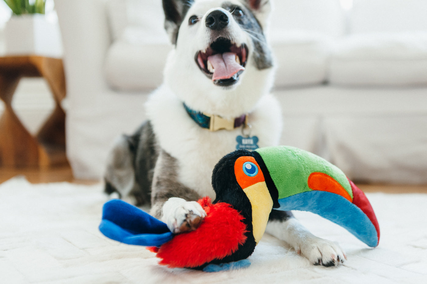 Tito the Toucan Plush Dog Toy - Fetching Flock™ Chew-Resistant Squeaky Stuffed Animal for Small & Medium Dogs | Perfect for Fetch, Cuddling & Interactive Playtime | Pet P.L.A.Y.