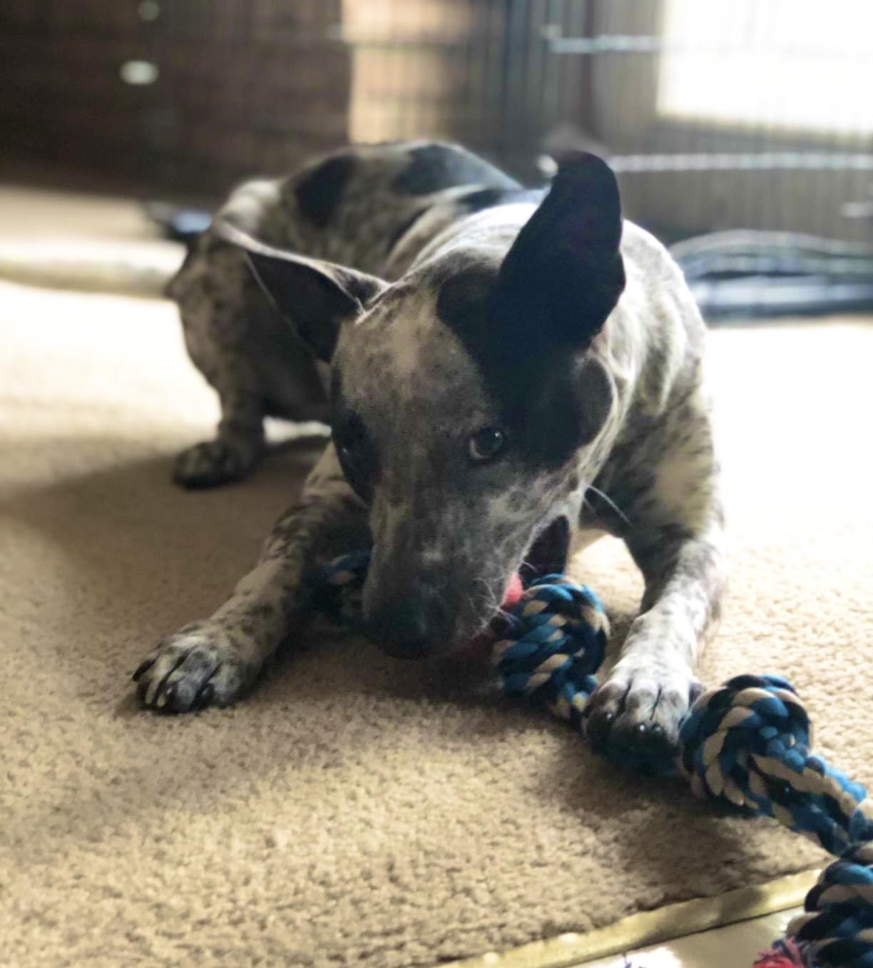 XL Durable Rope Dog Toy for Aggressive Chewers - Nearly Indestructible Chew Toy for Large Dogs, Supports Non-Profit Dog Rescue (Blue) - Perfect for Playtime, Training & Dental Health