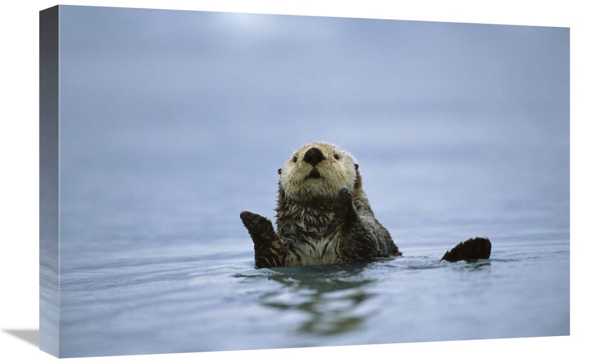16x24 Inch Sea Otter Art Print - Prince William Sound Alaska Wildlife Photography by Suzi Eszterhas - Perfect for Home Decor, Office Wall Art & Nature Lover Gifts
