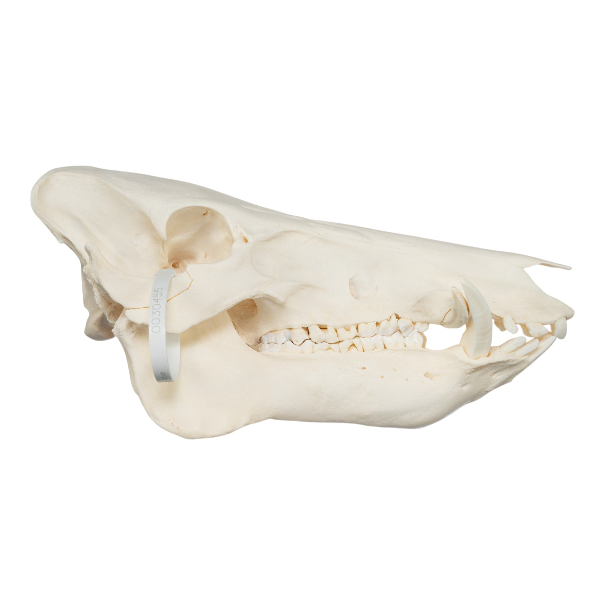 Real Wild Boar Skull Specimen - Authentic Taxidermy for Home Decor, Gothic Display, and Educational Pathology Study - Perfect for Halloween, Oddity Collections & Biology Classrooms
