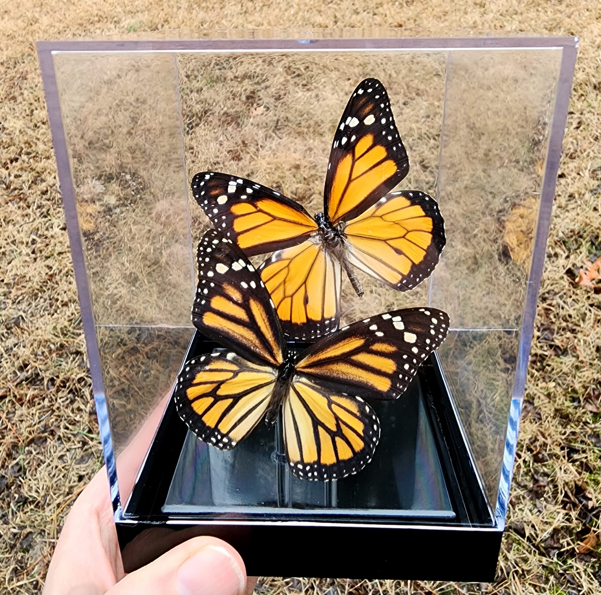 Monarch Butterfly Display Cube - 4x4x5.5 Inch Glass Tabletop Decor with Framed Male & Female Butterflies - Perfect for Home Office, Living Room, or Gift