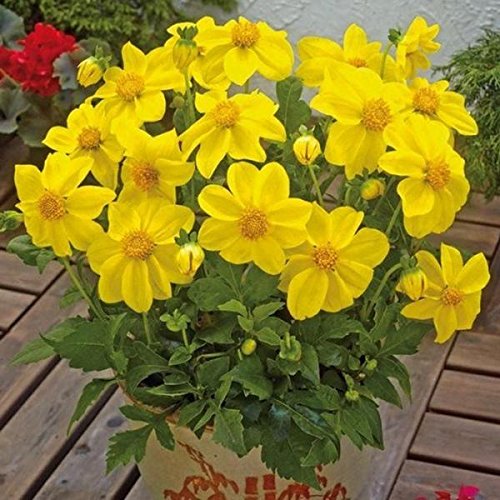 5G / 80 Slow Zheltaya Seeds - Premium Quality Cannabis Seeds for Home Growing, High Yield & Potent Strains - Perfect for Indoor & Outdoor Cultivation, Medical & Recreational Use