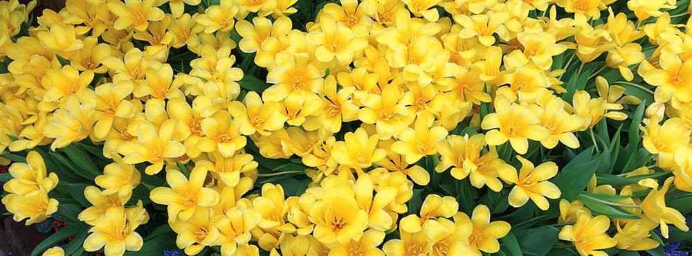 Walls 360 Peel & Stick Removable Wallpaper - Petunias in Botanical Garden Floral Wall Mural (54