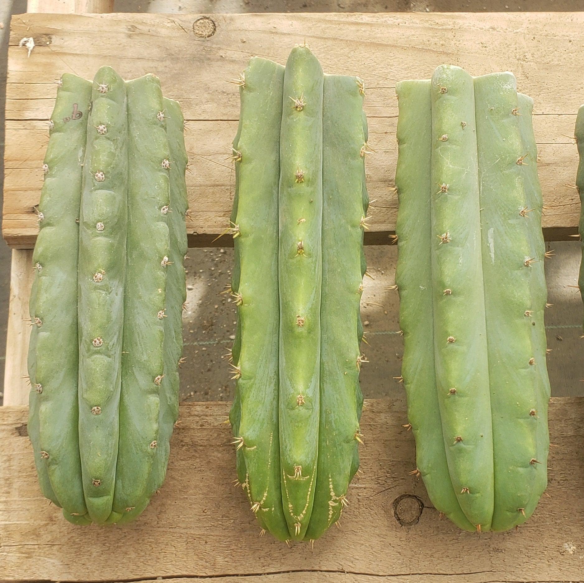 EC55 EXACT Trichocereus Lost Label Cactus Cuttings - 3 Pack (10-14 inches) | Rare Succulent Plants for Home Garden & Desert Landscaping