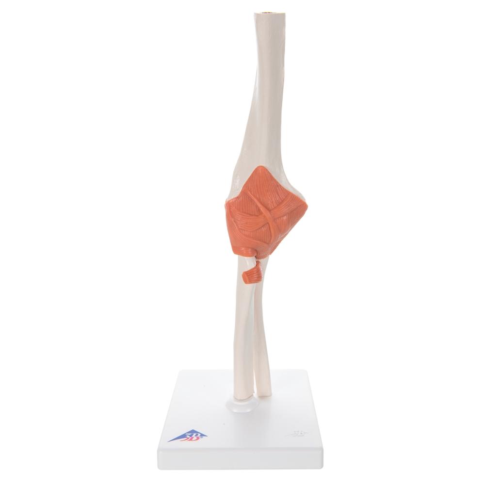 Functional Elbow Joint Model - Anatomical Medical Demonstration Tool for Students & Professionals | Ideal for Classroom, Lab & Physical Therapy Training