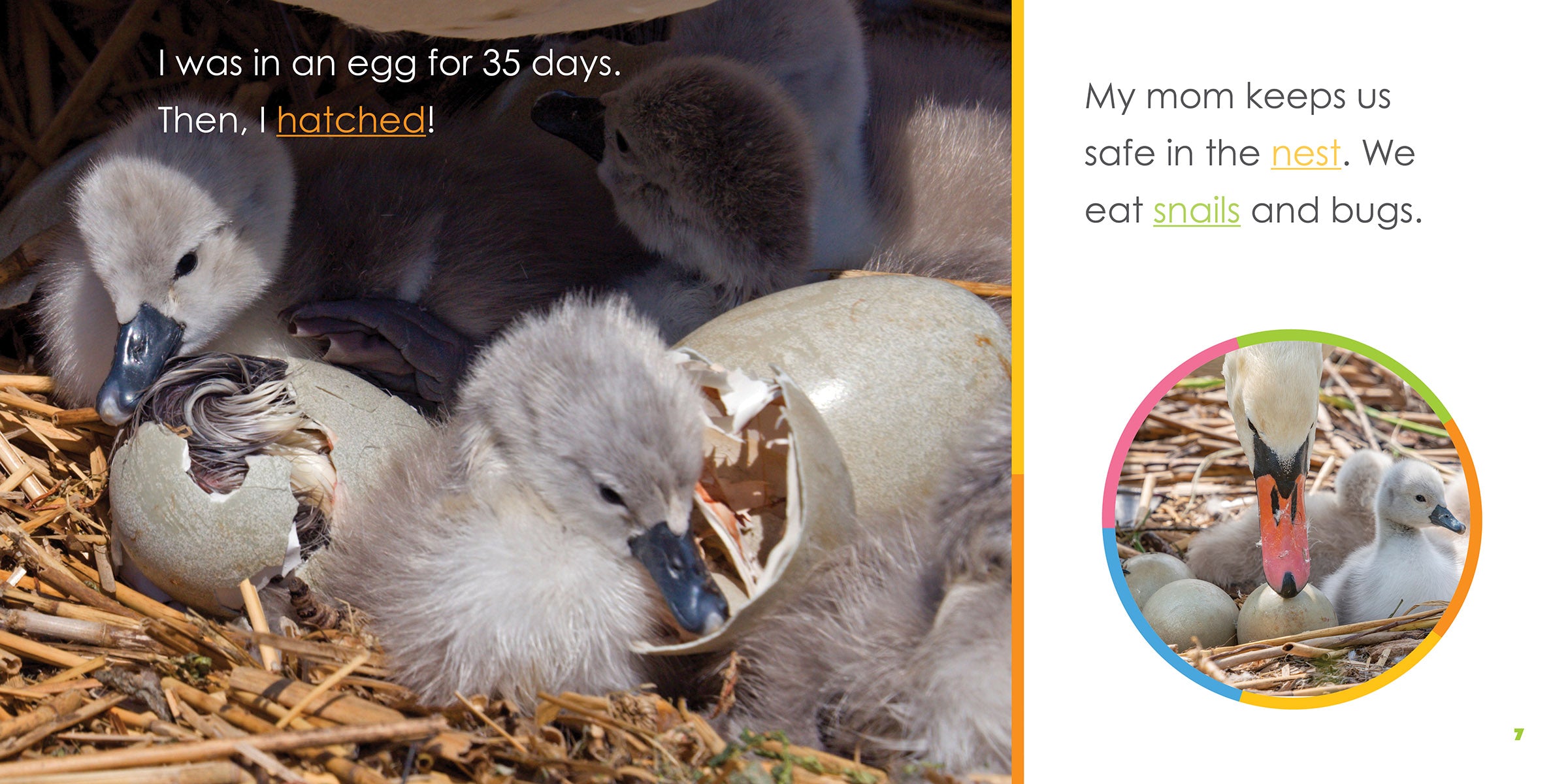Baby Swans Starting Out - Adorable Swan Figurines for Nursery Decor, Baby Showers & Gift Ideas