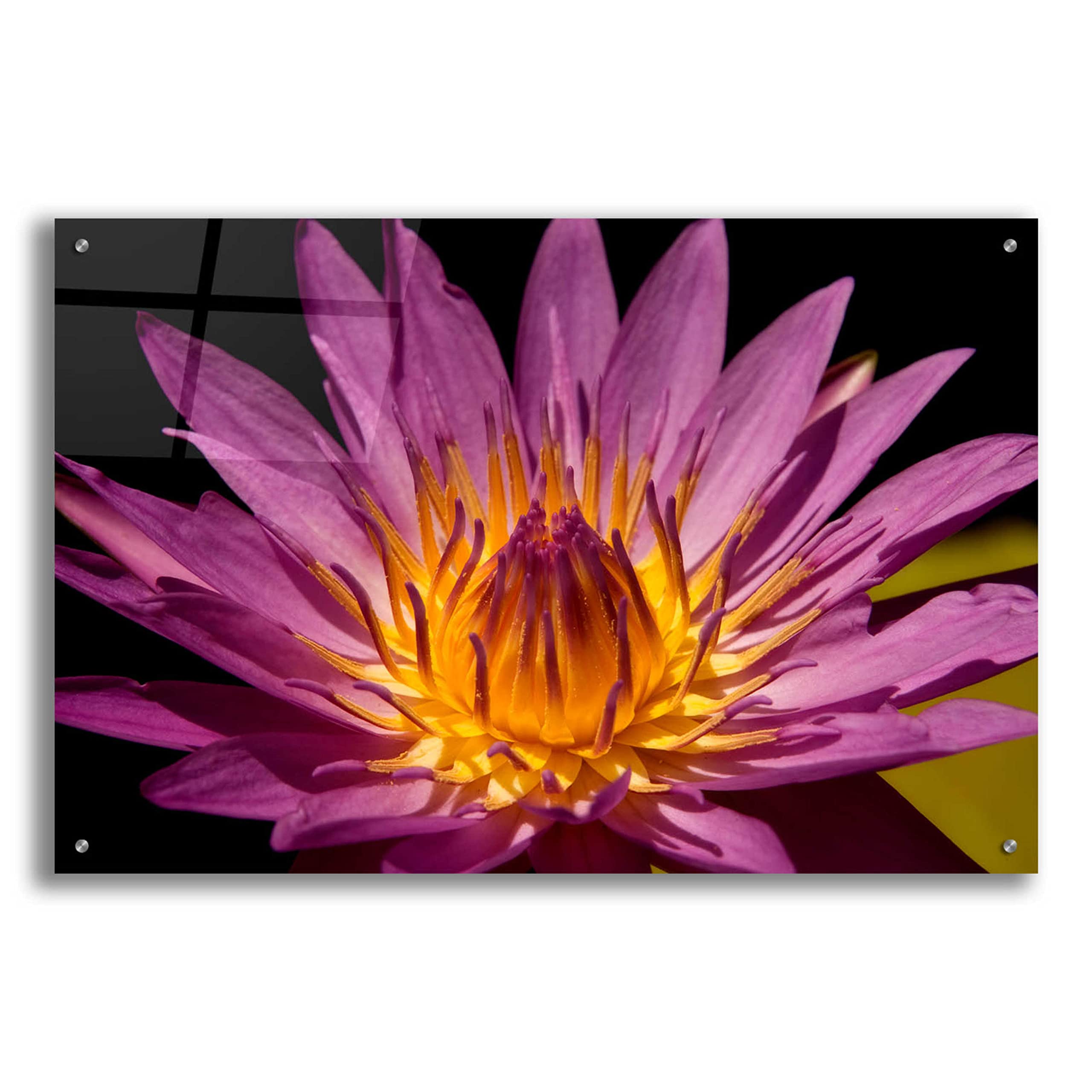 Mike Jones Fairchild Gardens Lily Acrylic Glass Wall Art - 36x24 Inches Modern Canvas Painting for Living Room, Bedroom & Office Decor
