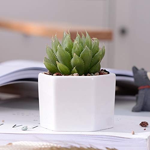 Zamtac Set of 9 White Ceramic Hexagon Flower Pots with Bamboo Stand - Succulent Planters, Bonsai Pots for Home Decor, Office Desk & Garden Display