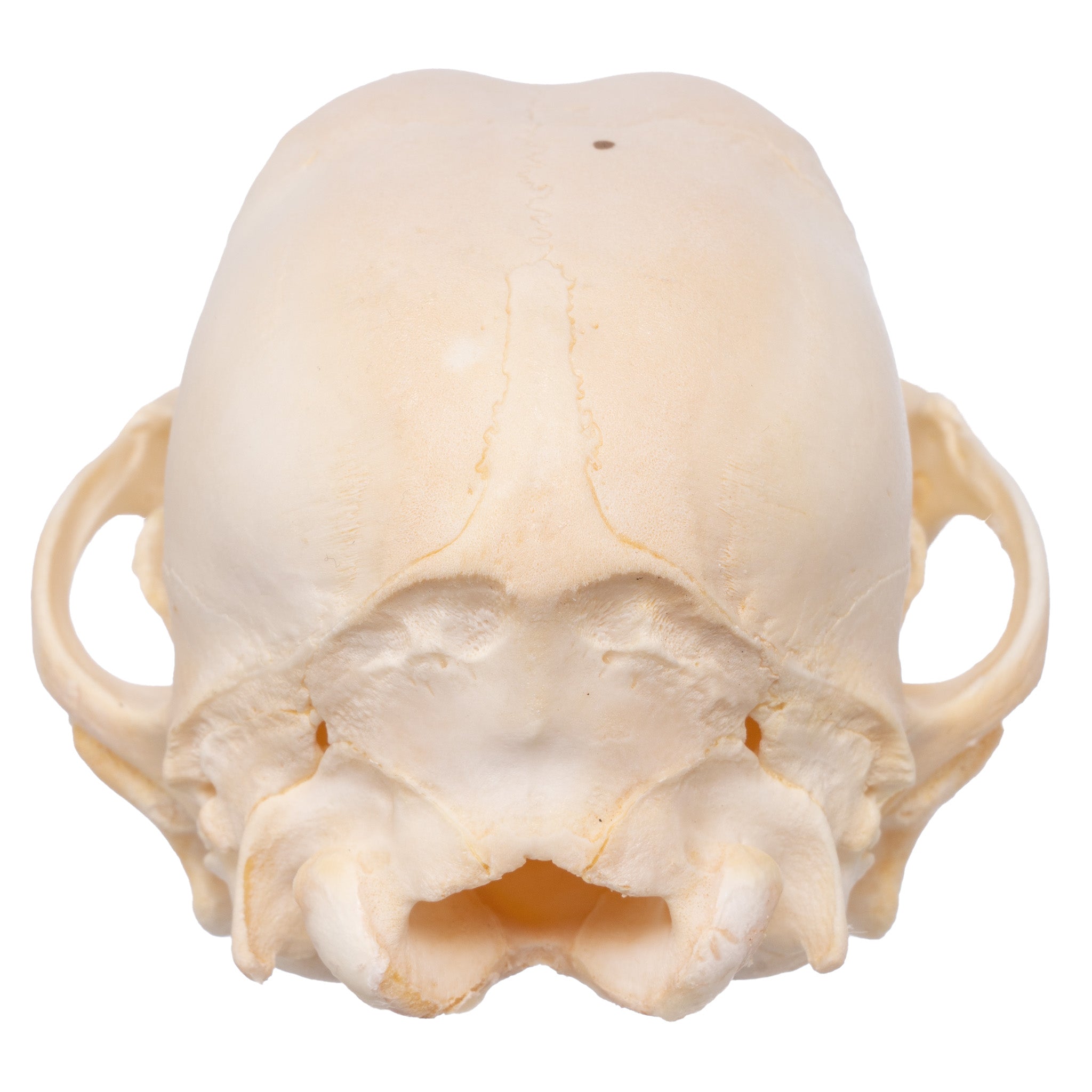 Real Domestic Dog Skull - Authentic Husky Puppy Skull for Veterinary Study, Taxidermy & Halloween Decor | Perfect for Educational Displays, Oddity Collections & Spooky Home Decor