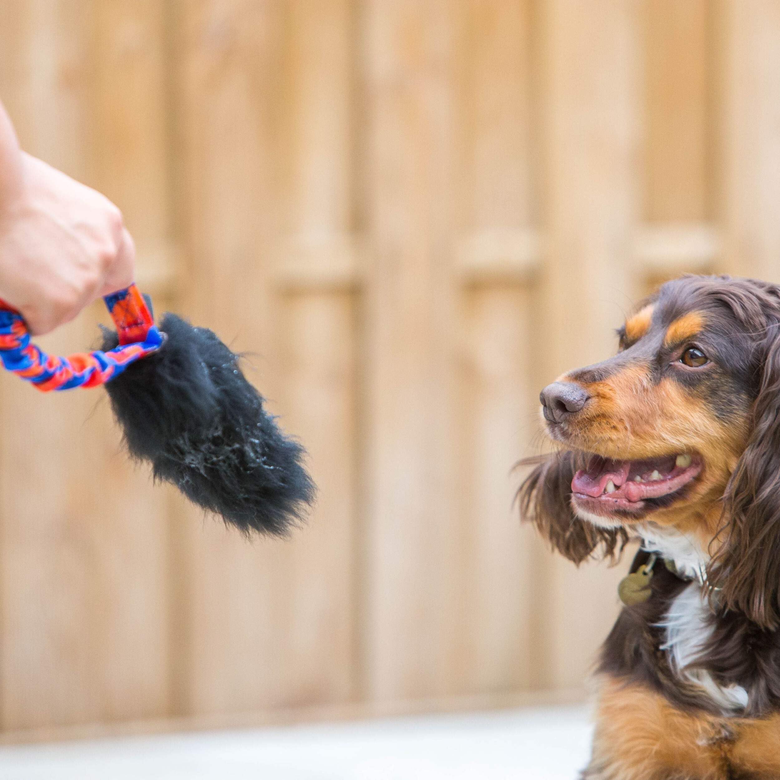 **Tug-E-Nuff Pocket Magnet Interactive Bungee Tug Toy for Dogs – Shock-Absorbing, Durable Dog Toy for Strong Chewers | Puppy Training & Playtime | 100% Locally-Sourced Sheepskin | 13 x 8 Inches | Perfect for Indoor & Outdoor Play, Fetch, and Bonding**