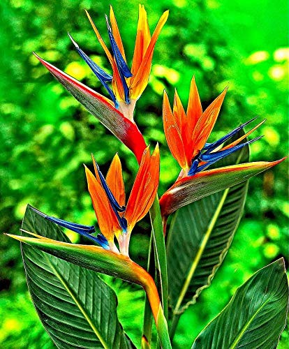 Exotic Strelitzia Reginae Seeds - Bird of Paradise Flower Plants for Indoor & Outdoor Gardening | Tropical Perennial Blooms for Home Decor, Landscaping & Gift Giving