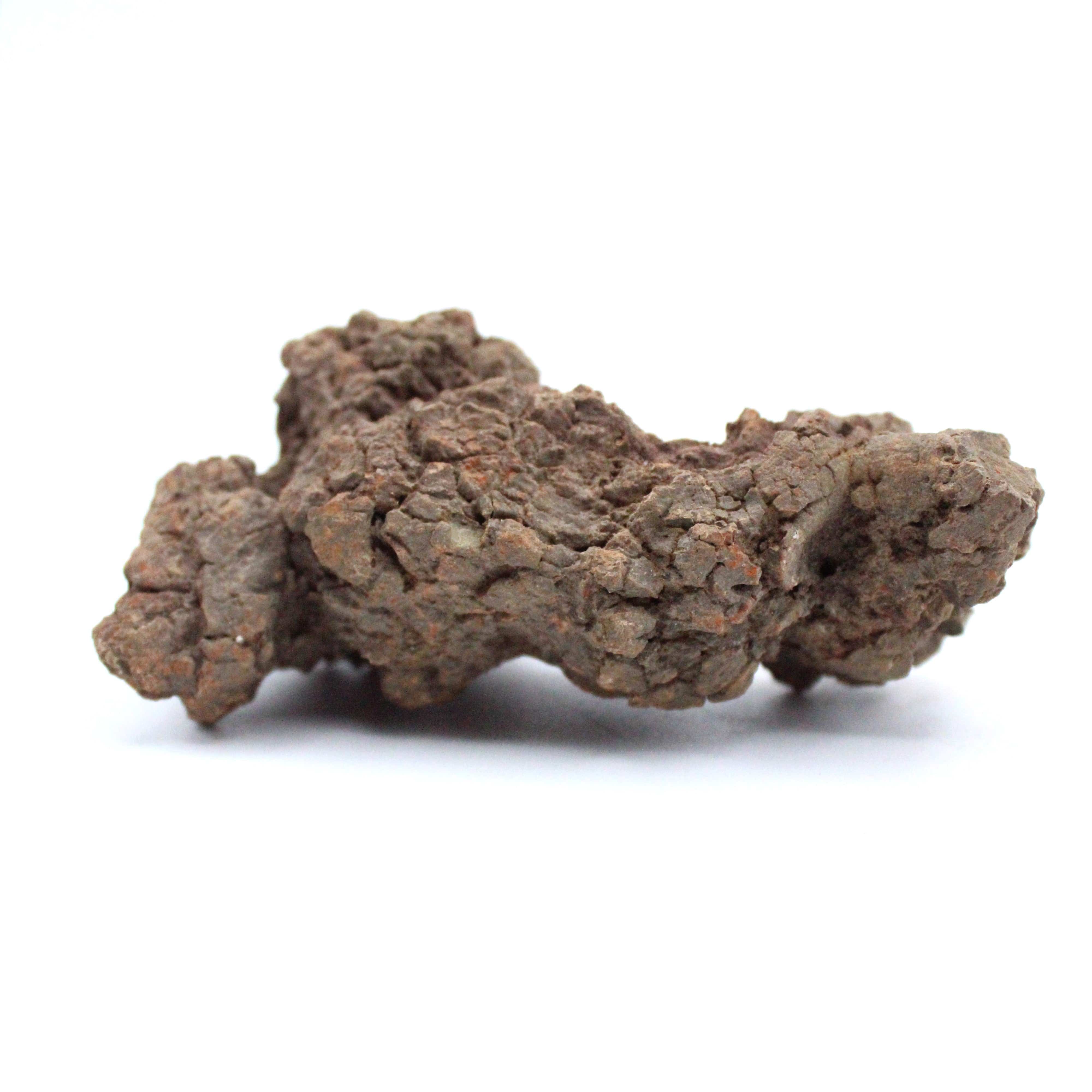 Authentic Coprolite Fossil Specimen - Dinosaur Poop Fossil for Collectors, Education & Home Decor - Perfect for Science Enthusiasts & Paleontology Gifts