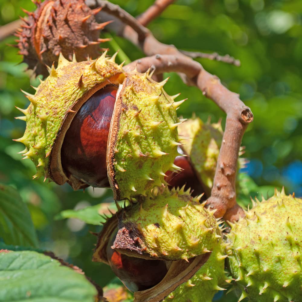 2 Horse Chestnut Seeds for Planting - Grow Exotic Fruit Trees at Home | Perfect for Gardens, Landscaping & DIY Projects