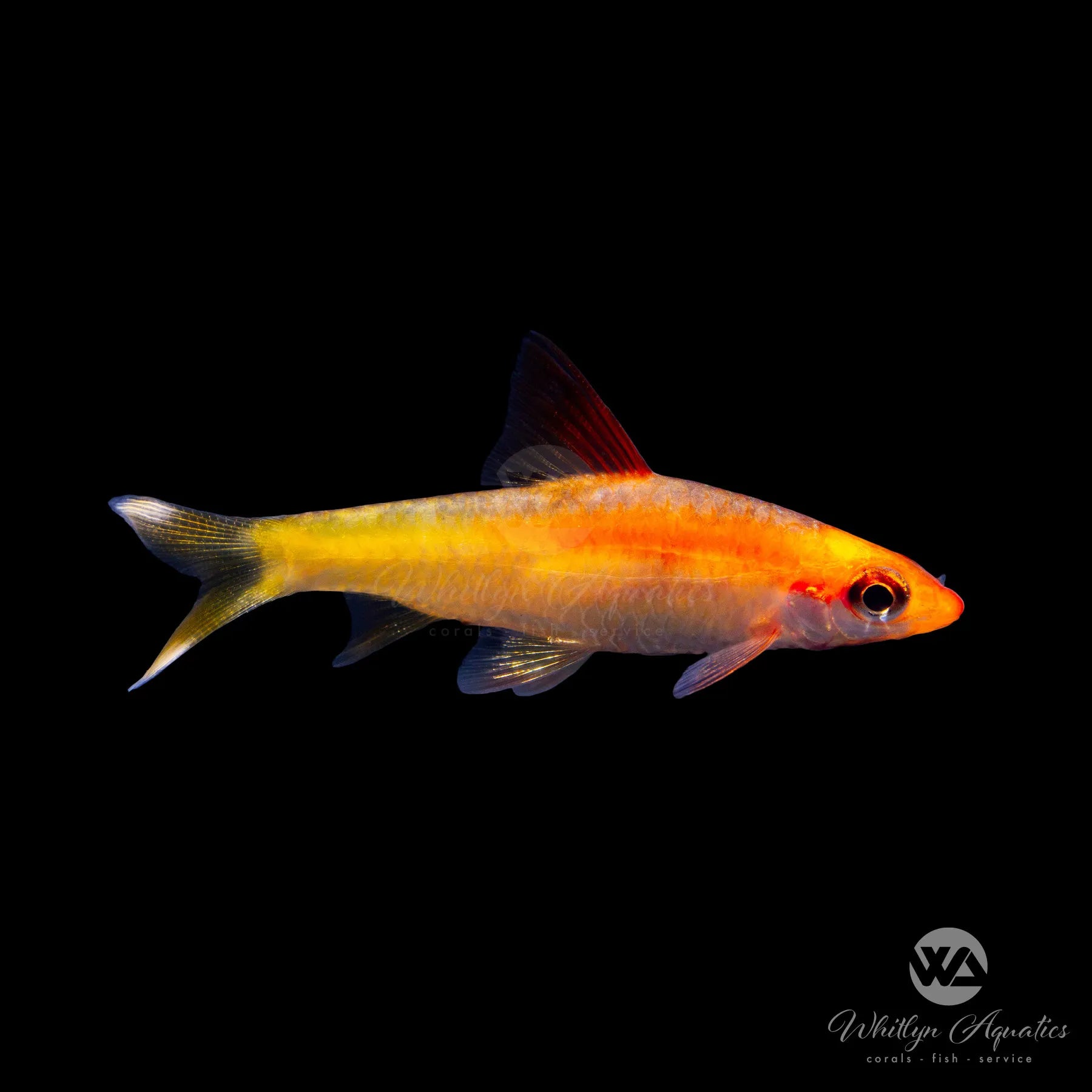 Gold Rose Line Barb (Puntius denisonii) - Premium Freshwater Aquarium Fish for Home & Office Tanks