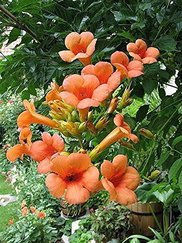 Orange Trumpet Vine