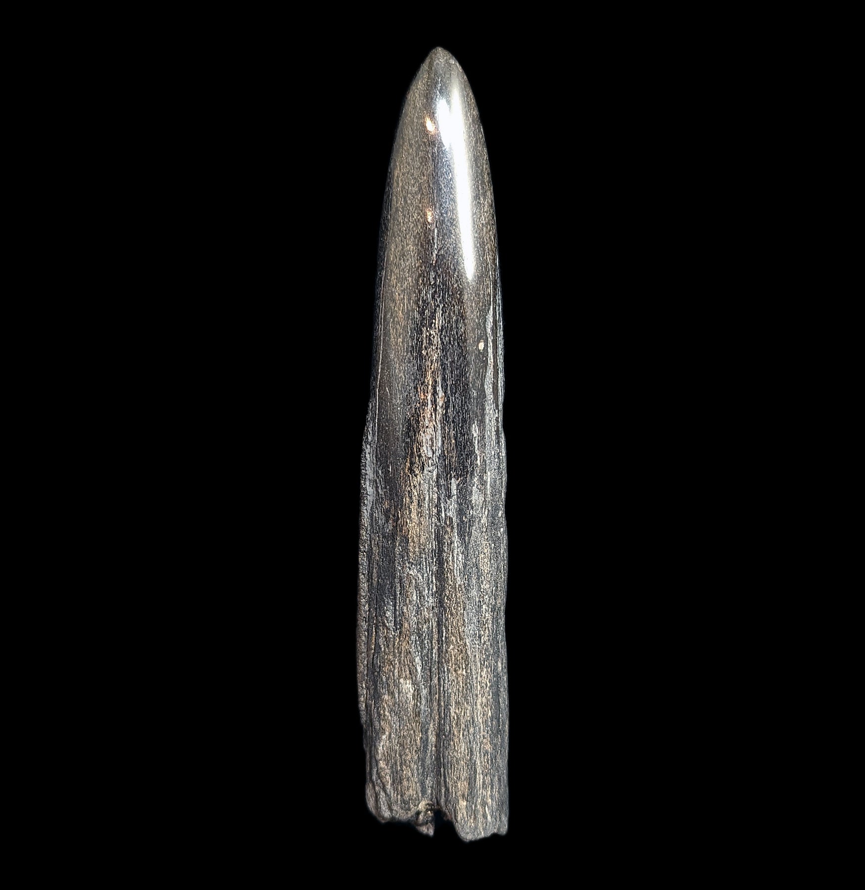 Authentic Fossilized Swordfish Rostrum Specimen #4 - Rare Marine Fossil Collectible for Home Decor & Educational Displays