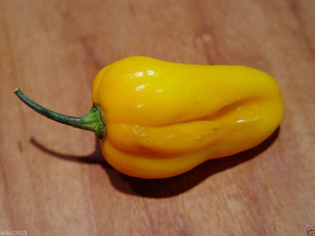 1000 GRENADA SEASONING PEPPER Seeds - Capsicum Chinense, Mild Heat - Perfect for Cooking, Seasoning & Home Gardening