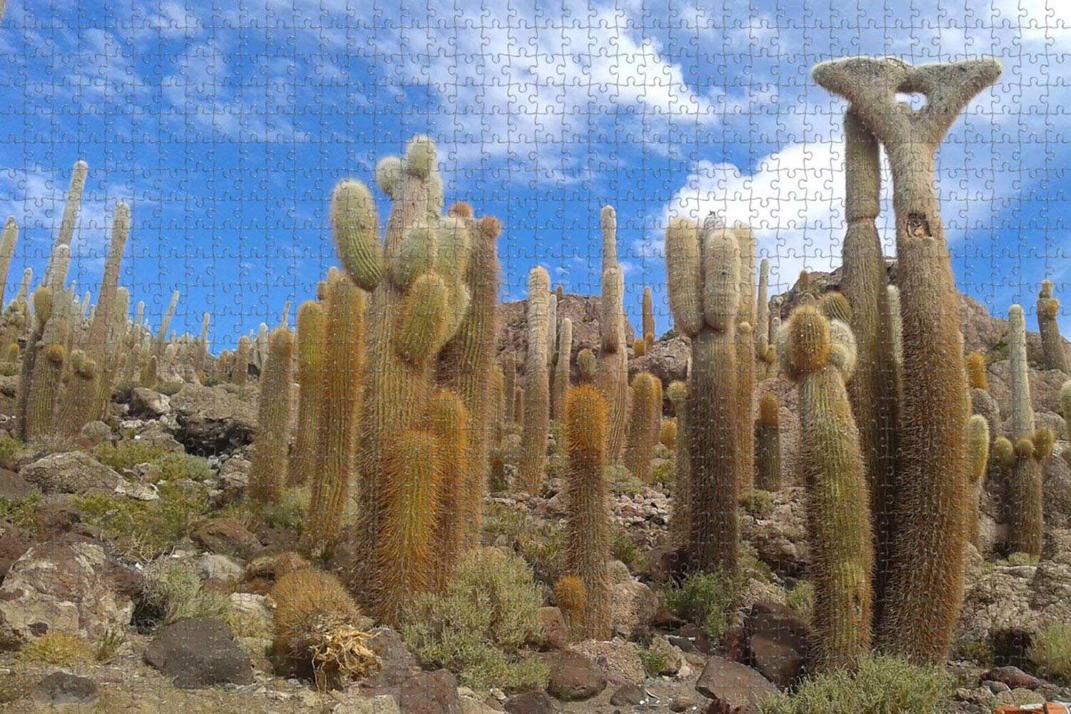 1000 Piece Jigsaw Puzzle for Adults - Cactus Bolivia Uyuni Landscape Travel Souvenir | Perfect for Home Decor, Stress Relief & Family Game Night