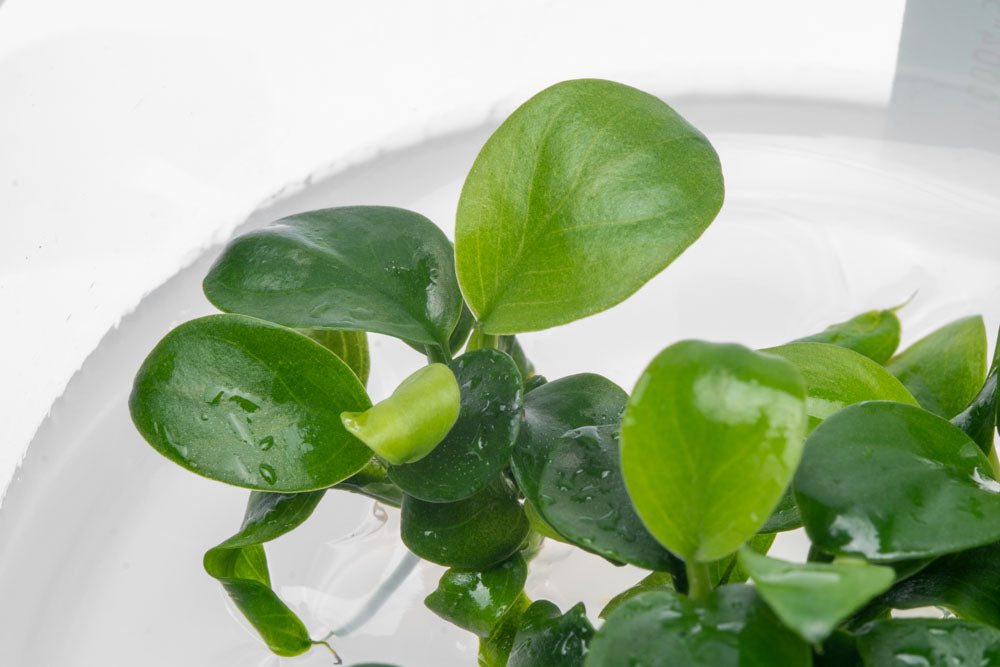 Anubias Nana Petite Tissue Culture - Live Aquatic Plant for Freshwater Aquariums | Perfect for Nano Tanks, Aquascaping & Low Light Environments