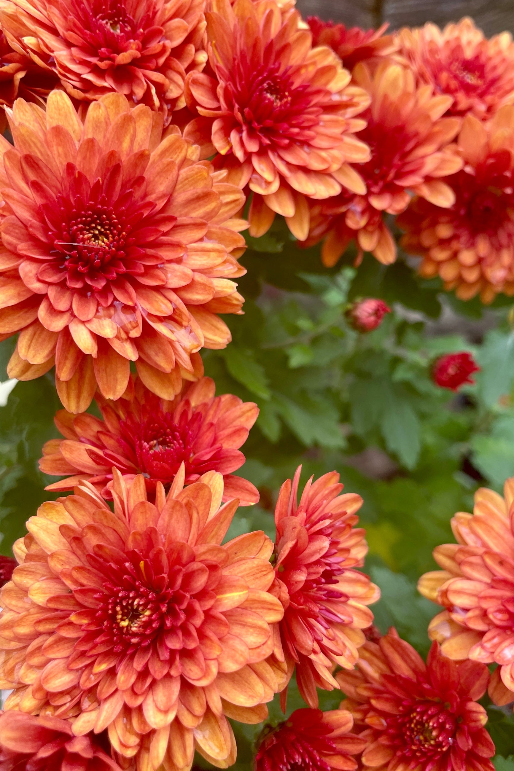 Premium Chrysanthemum Mum Flowers (Assorted Colors) - 4.5 Inch Pot - Perfect for Home Decor, Garden Planting & Gift Giving