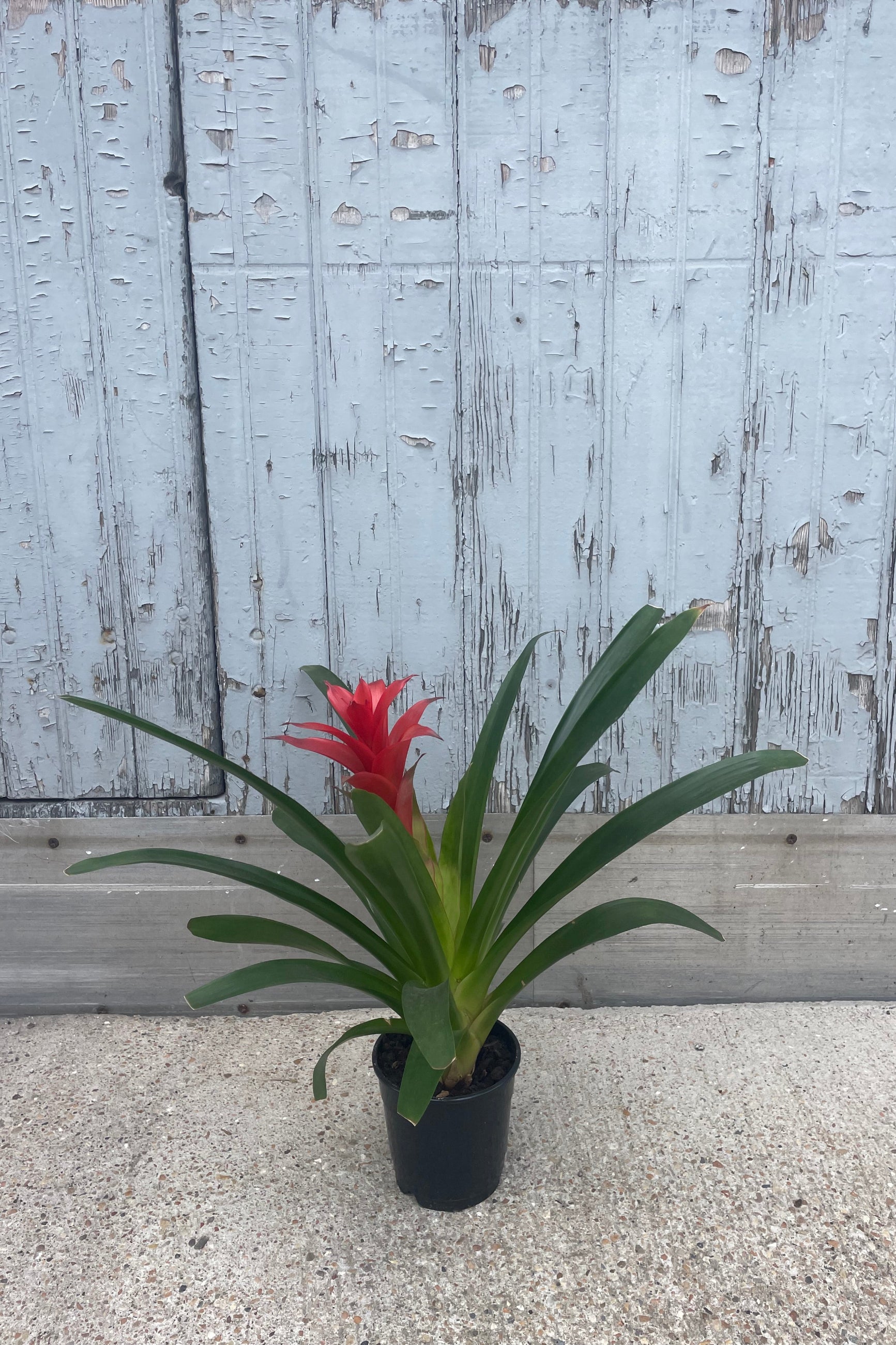 Bromeliad Plant - 5 Pack Live Air Plants for Home & Office Decor - Perfect for Terrariums, Wall Displays, and Indoor Greenery