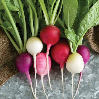 Easter Egg Radish Seeds for Planting - 250+ Non-GMO Heirloom Seeds - Rainbow Colored Radish Variety for Home Garden, Containers & Raised Beds - Perfect for Salads, Garnishes & Healthy Snacking