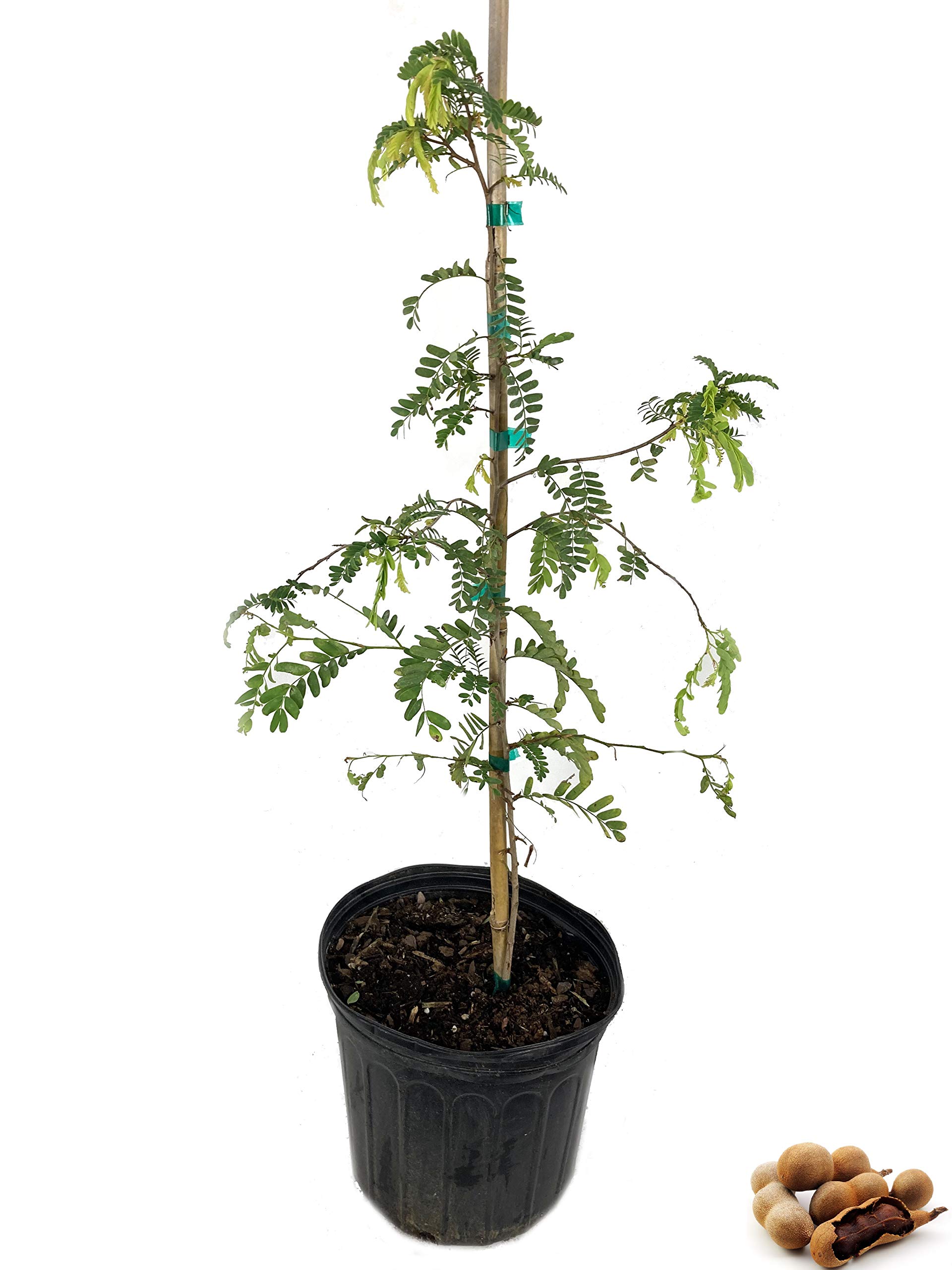 Tamarind Tree Live Plant - Tamarindus Indica in 3 Gallon Pot | Edible Fruit Bearing Tree for Garden, Patio & Backyard | Perfect for Tropical Landscaping & Homegrown Fruit Production