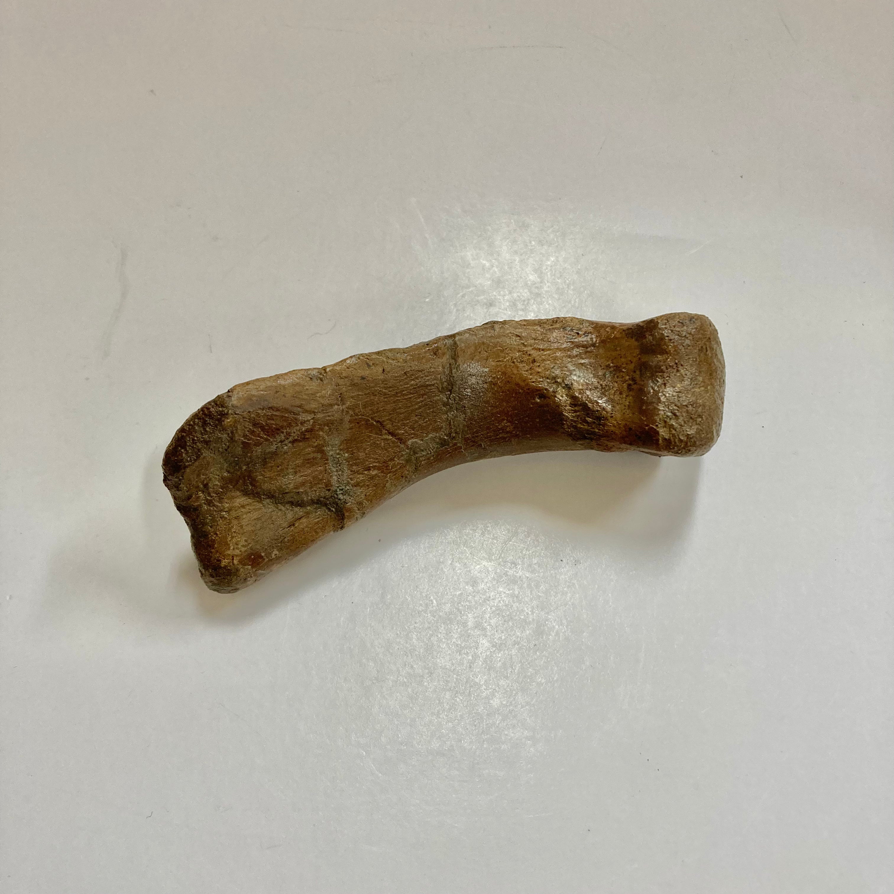 Authentic Thescelosaurus Metatarsal Toe Bone Fossil - Rare Dinosaur Relic for Paleontology Enthusiasts & Collectors - Perfect for Museum Displays, Educational Projects & Fossil Collections