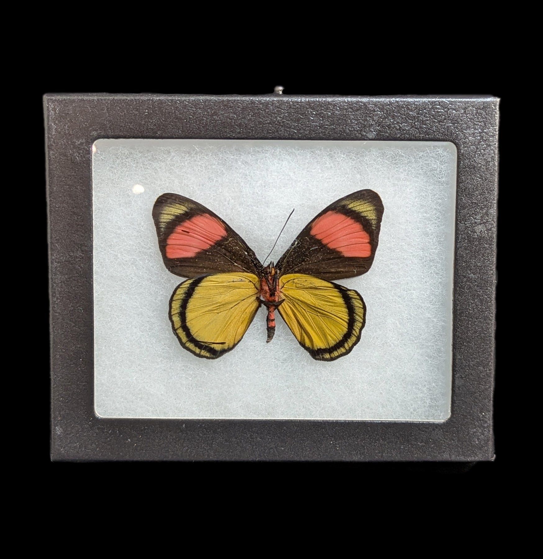 Riker Verso Mounted Batesia Hypochlora Butterfly - Real Framed Blue Butterfly Specimen for Home Decor, Entomology Collection & Gift - Perfect for Wall Display, Science Education & Nature Lovers