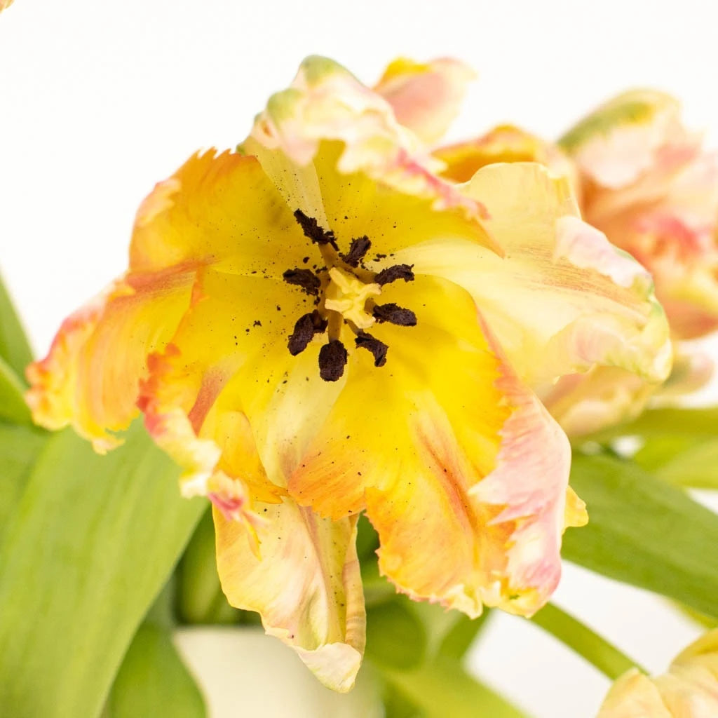 Apricot Parrot Tulip Bulbs - Exotic Flowering Bulbs for Spring Gardens, Wedding Bouquets & Landscape Design