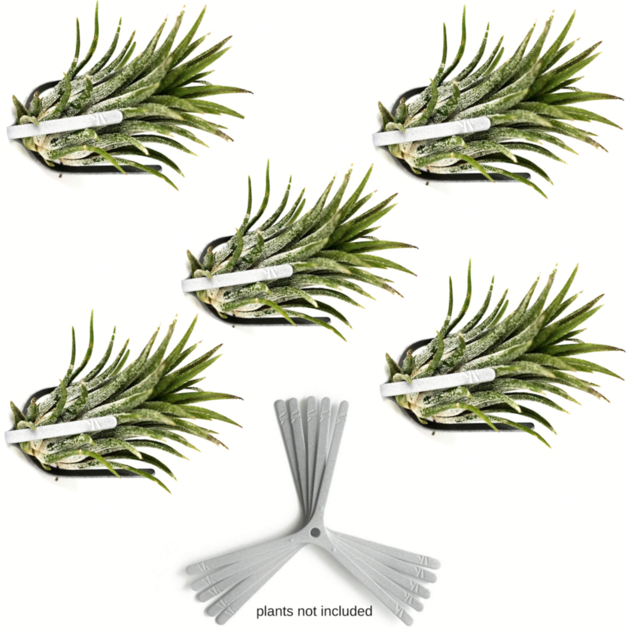 ArtAK Wall Planter Set of 5 - Modern Air Plant Holder & Orchid Mount with Rustic Plant Hooks | Perfect for Indoor Vertical Gardens, Home Decor, and Office Spaces