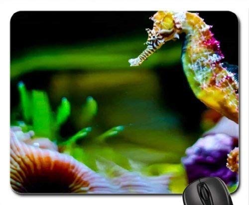 Colorful Seahorse Fish Themed Gaming Mouse Pad - Non-Slip RGB Rainbow Mousepad for PC, Laptop, Office & Gaming Setup - Perfect for Gamers, Streamers & Workstations
