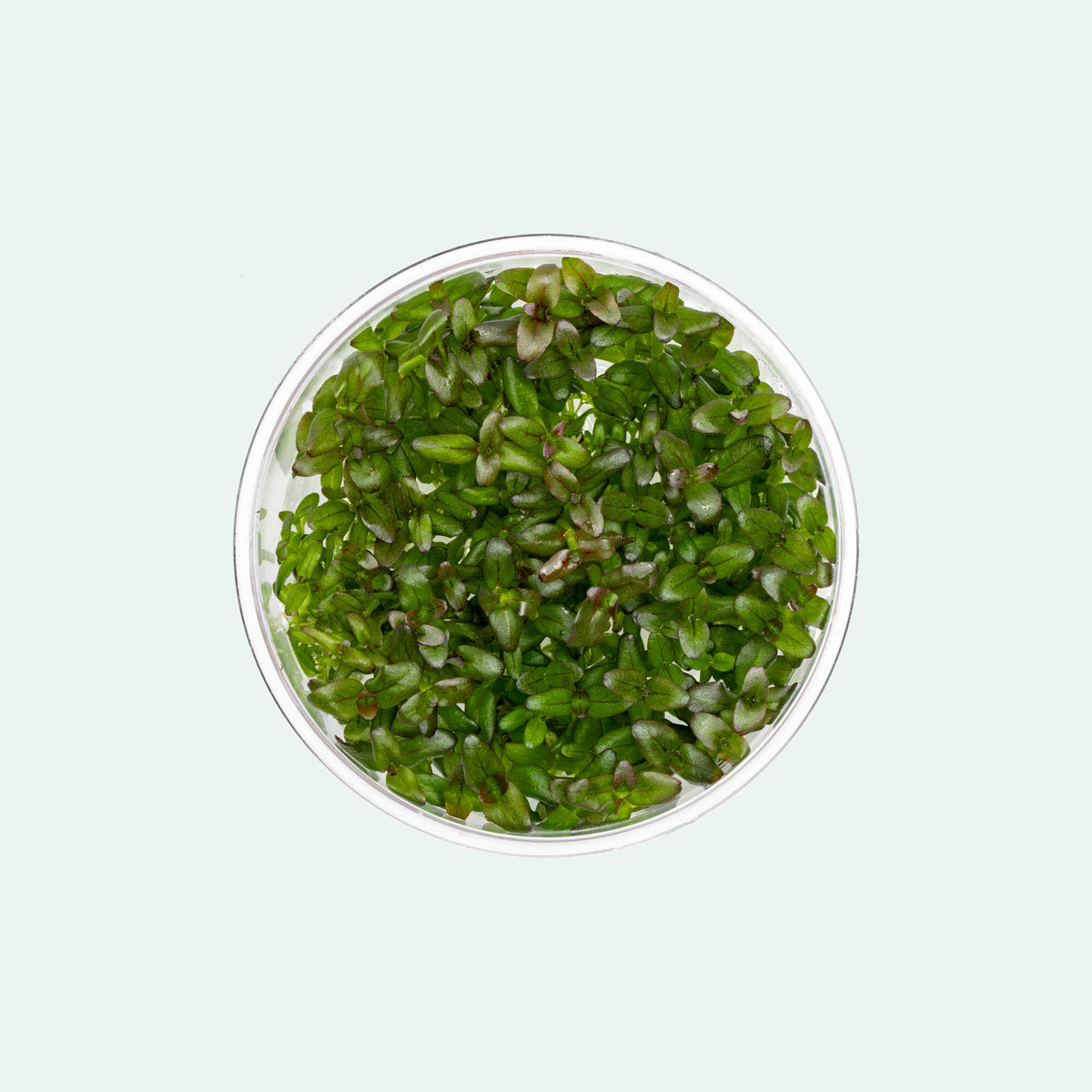Bacopa Salzmannii Purple Aquatic Plant for Aquariums & Fish Tanks – Live Freshwater Plant for Aquatic Gardens, Ponds, and Terrariums