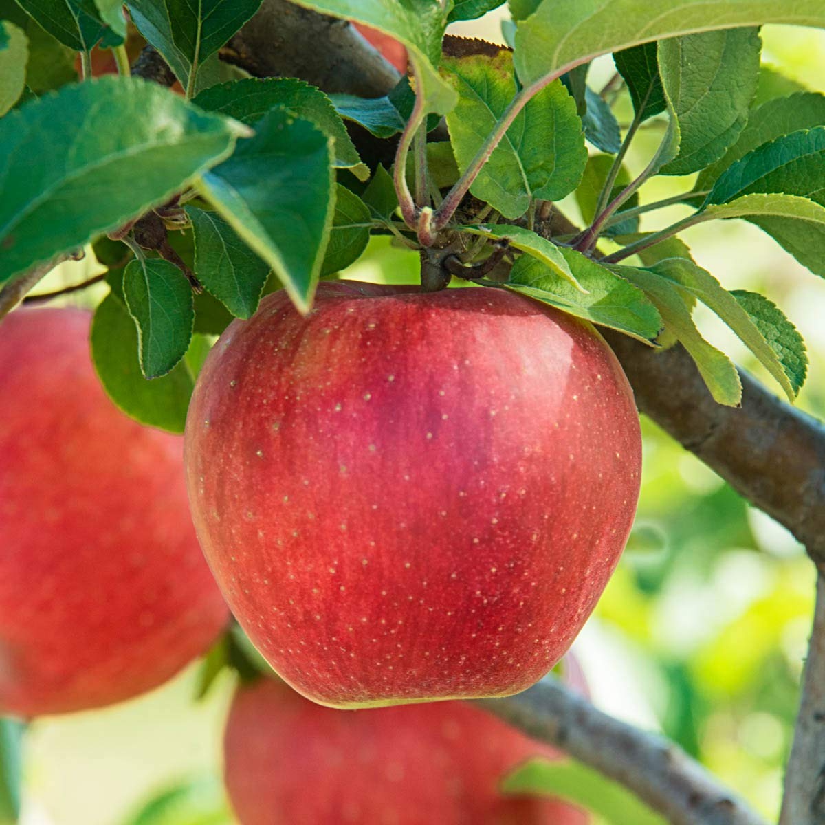 Baker's Delight Apple Reachables Fruit Tree - Live Bareroot Tree (1-Pack) | Easy to Grow Dwarf Apple Tree for Home Gardens, Backyard Orchards & Fresh Fruit Lovers