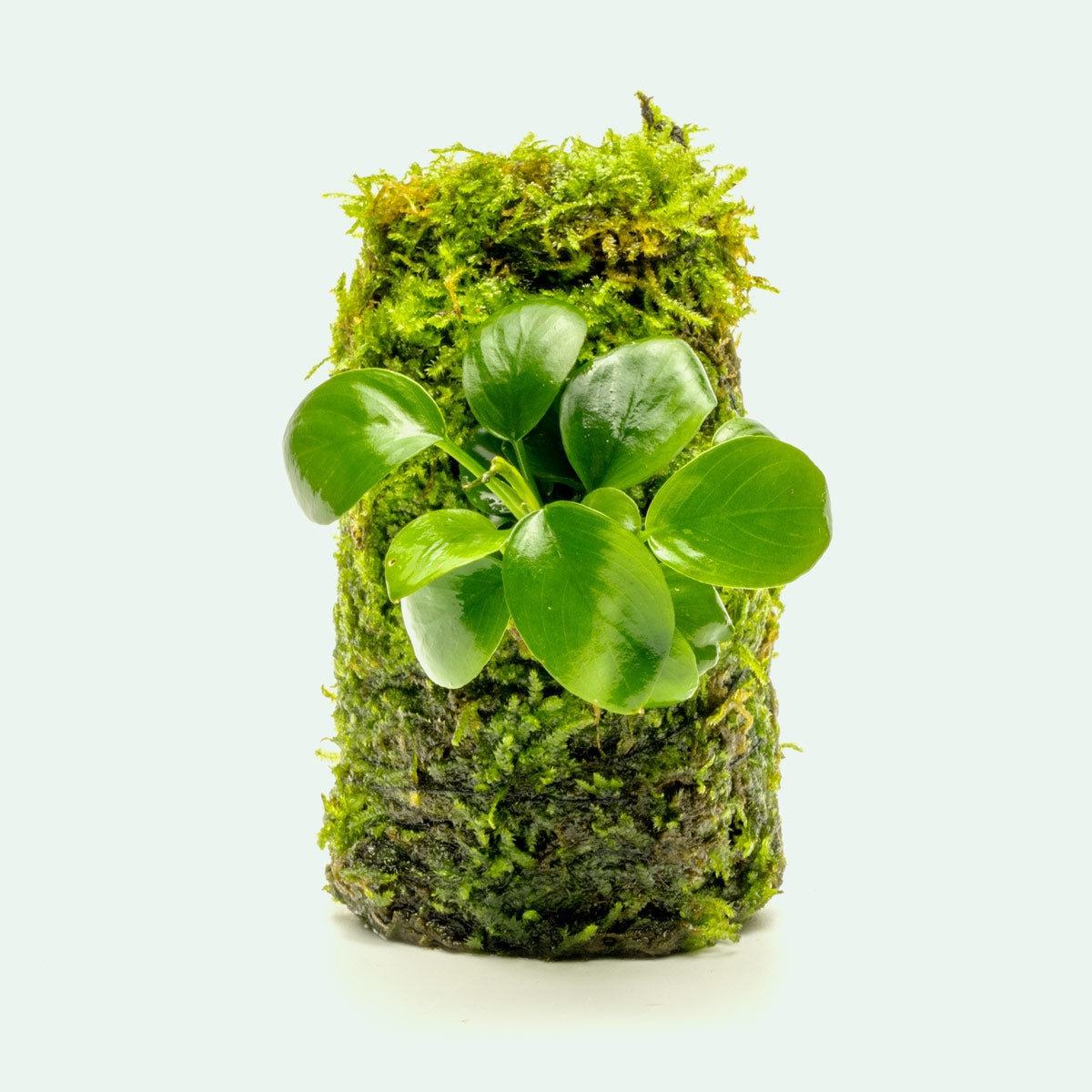 Anubias Nana Moss Tower for Aquarium - Live Aquatic Plant Decor for Fish Tank, Terrarium & Paludarium - Perfect for Shrimp, Betta & Nano Tanks