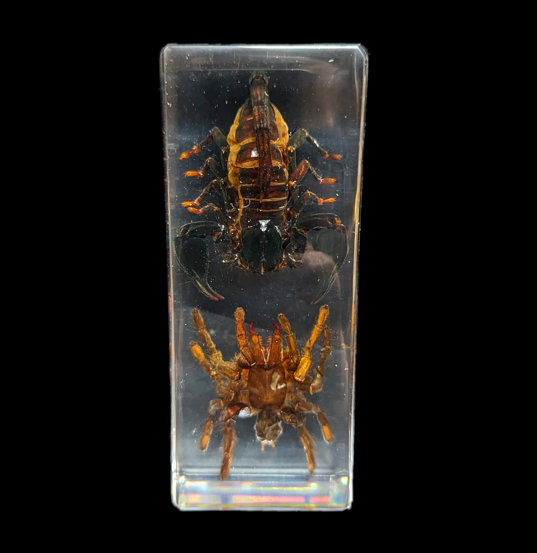 Tarantula vs Scorpion Encased in Clear Acrylic Block - Educational Insect Specimen Display for Science Classrooms & Nature Collections
