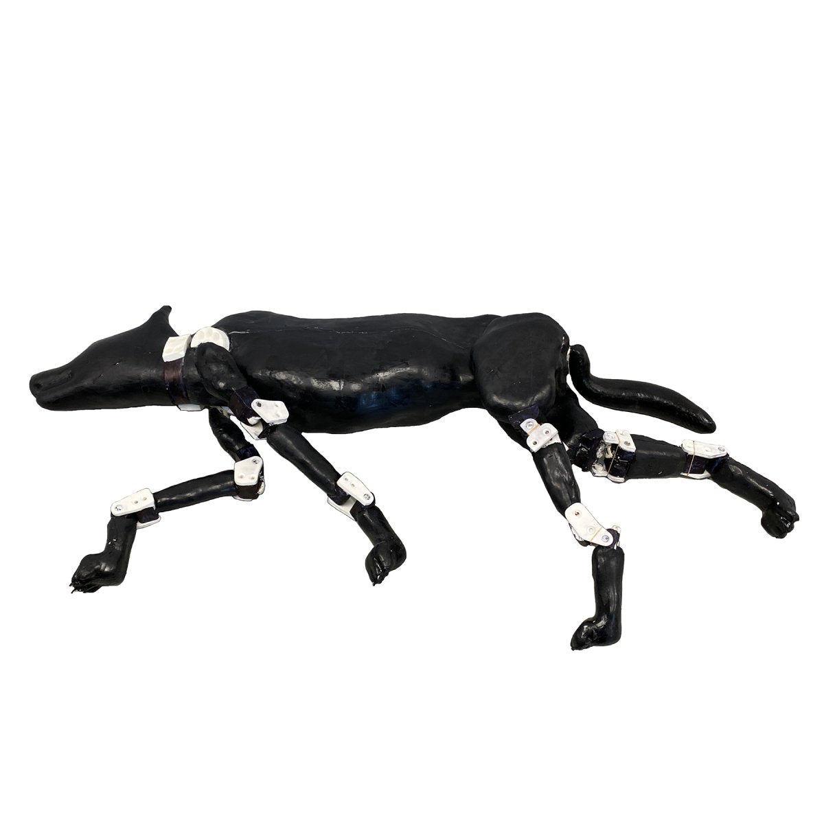 Female Dog Phantom for X-Ray, CT & MRI Imaging - High-Quality Veterinary Training & Diagnostic Tool for Accurate Scans