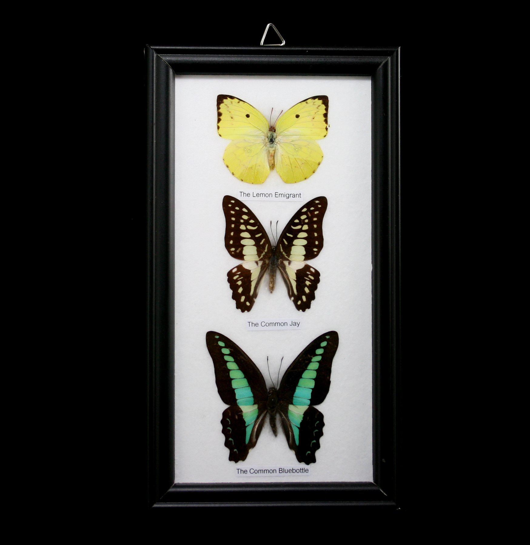 3 Framed Butterfly Specimens - Real Mounted Butterflies in Display Case for Home Decor, Classroom, or Gift