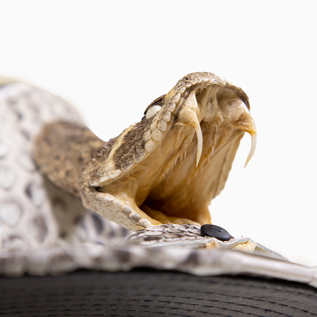 Breyer's Buck 50 Genuine Leather Cowboy Hat with Faux Snake Skin Visor - Western Style Hat for Men, Perfect for Rodeo, Ranch Work & Outdoor Adventures