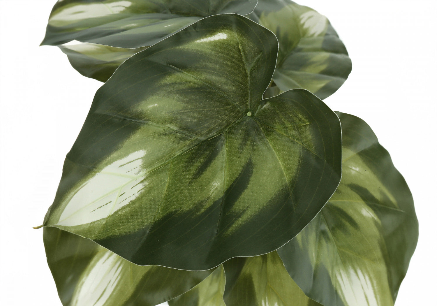13 Monstera and Calathea Plants Set with 4 Black Pots - Indoor Houseplants for Home & Office Decor - Perfect for Living Room, Bedroom, or Workspace Greenery