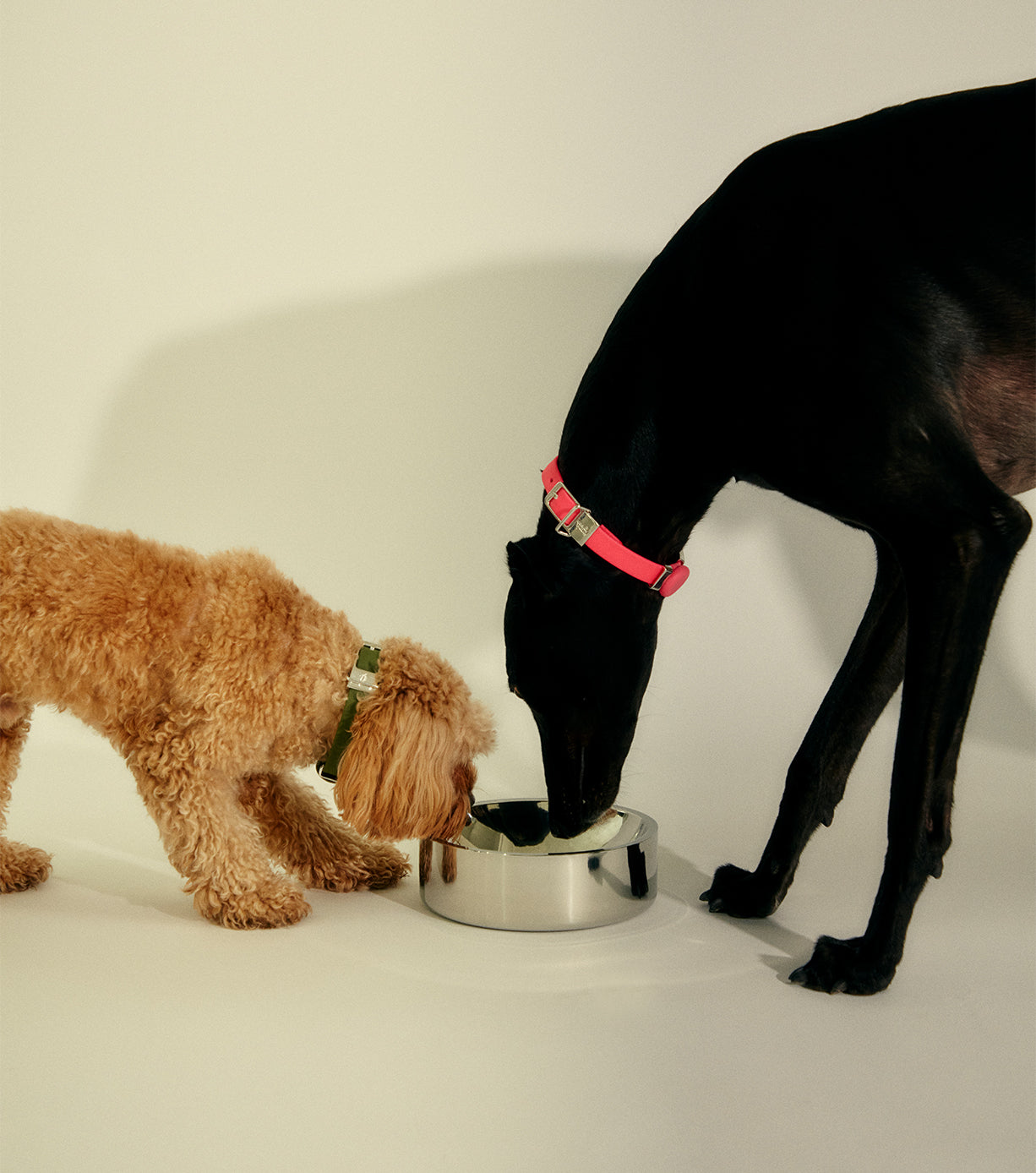 Premium Stainless Steel Dog Bowl - Medium Size, Non-Slip Pet Food & Water Dish for Large Breeds - Ideal for Home, Travel & Outdoor Use